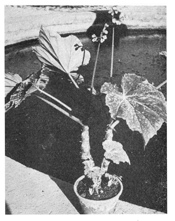 B. ‘Plantifolia’